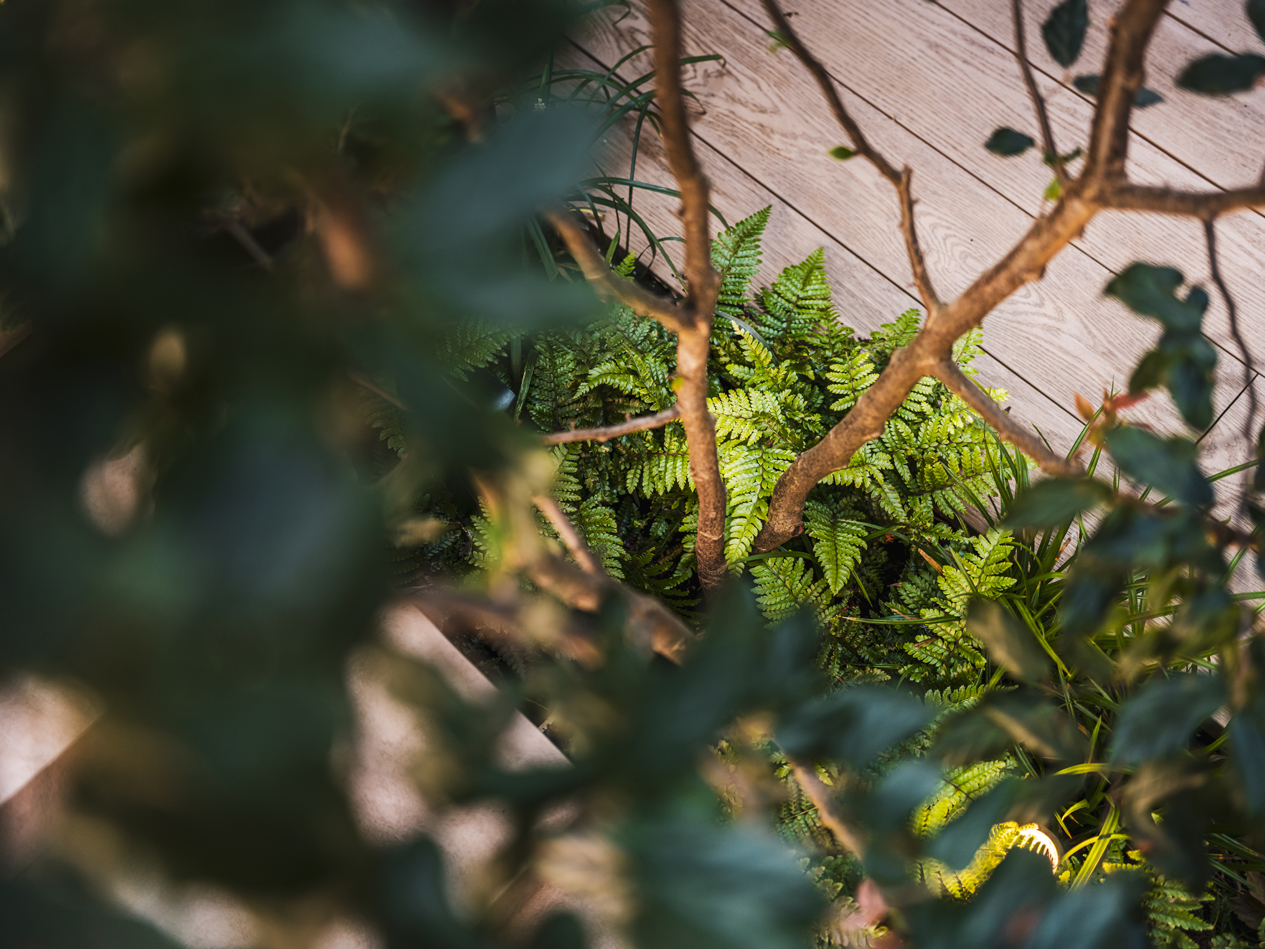 Moderne stadstuin met karakter Molengraaf Tuinen