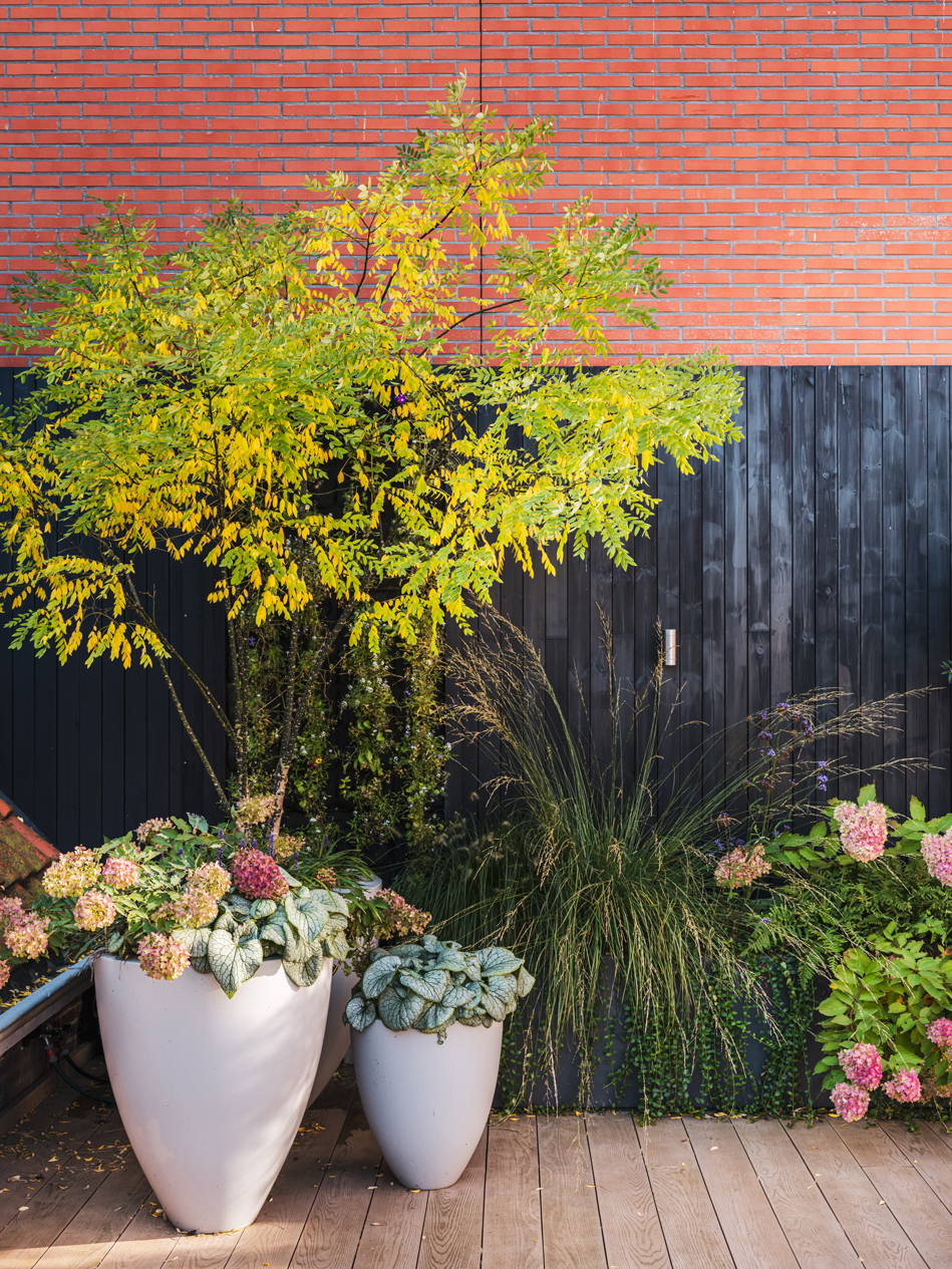 Moderne stadstuin met karakter Molengraaf Tuinen